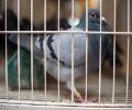 Capture de pigeon à Laprairie