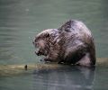 Exterminateur de castor à Laprairie