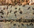 Exterminateur de fourmis à Laprairie