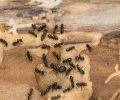 Extermination Laprairie extermination de fourmis