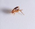 Exterminateur de puces à Laprairie