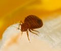 Extermination punaise de lit Laprairie