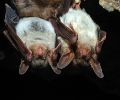 Capture de chauve souris à Laprairie