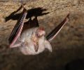 Extermination chauve-souris Laprairie