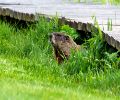 Exterminateur de marmotte à Laprairie