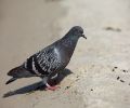 Capture pigeon Laprairie