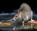 Extermination Laprairie extermination de rats