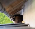 Capture raton laveur Laprairie