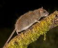Extermination rats Laprairie
