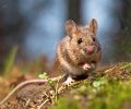 Extermination Laprairie extermination de souris