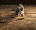 Exterminateur de souris à Laprairie